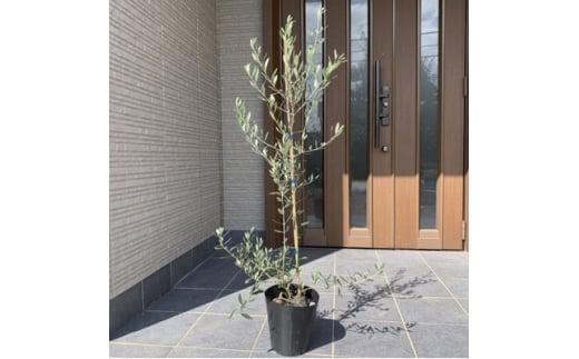 オリーブの木　品種フラントイオ　&nbsp;7号(21cm)&nbsp;(ガーデニング用)