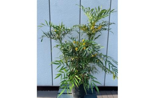 優しい雰囲気　マホニアコンフューサー　7号〈プラス樹〉