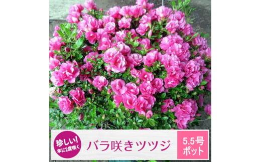 珍しい!年に2度咲くバラ咲きツツジ6号(18cm)鉢植え&nbsp;&nbsp;(ガーデニング用)
