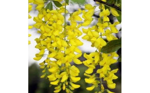 垂れ下がる黄色花が見事!　キングサリ&nbsp;ボッシー　和洋どちらのお庭にも合う素敵な庭木&nbsp;(庭木・果樹)