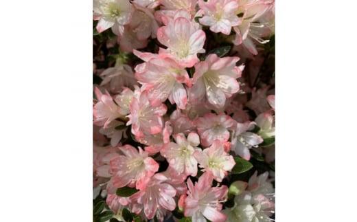 キュートな小花　クルメツツジ　レッジーナ　〈プラス樹〉　　