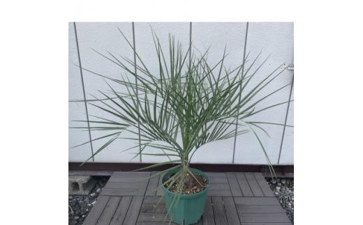 人気のリゾートガーデンに　ココスヤシ　9号ポット〈プラス樹〉