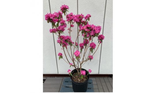 早春の庭を飾る　吉野ツツジ　濃いピンクの花　〈プラス樹〉　