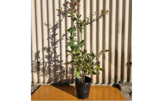 強くて育て易い　ラビットアイ系ブルーベリー　バルドウィン(庭木・果樹)