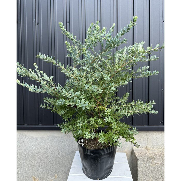 オーナメンタルベリー　ブルーベリー　インヂィゴブルー　〈プラス樹〉