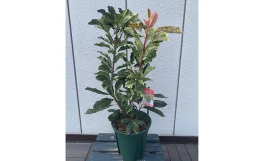 オオカナメモチ　ピンククリスピー　7号〈プラス樹〉