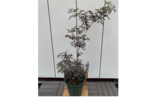 人気品種&nbsp;西洋ニワトコサンブカス&nbsp;ブラックレース&nbsp;7号&nbsp;〈プラス樹〉