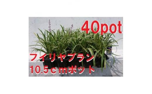 緑の力で地球を元気に!【フイリヤブラン】10.5cmポット　40鉢&nbsp;定番グランドカバー　
