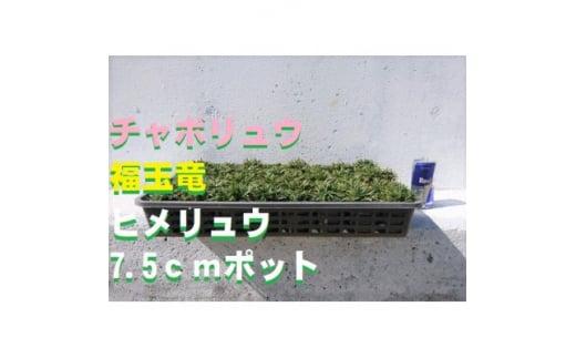 緑の力で地球を元気に!【ヒメリュウ】　27鉢　