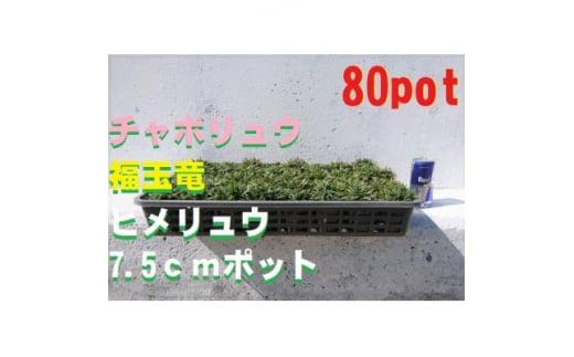 緑の力で地球を元気に!【ヒメリュウ】　80鉢　