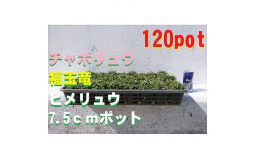 緑の力で地球を元気に!【ヒメリュウ】　120鉢　