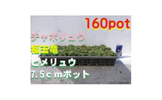 緑の力で地球を元気に!【ヒメリュウ】　160鉢　