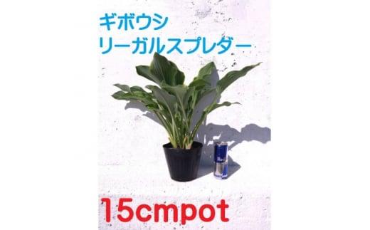 緑の力で地球を元気に!＜リーガルスプレンダー＞15cmポット ギボウシ ホスタ 1鉢 日陰に彩りを