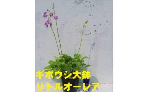 緑の力で地球を元気に!＜リトルオーレア＞15cmポット ギボウシ ホスタ 1鉢 日陰に彩りを