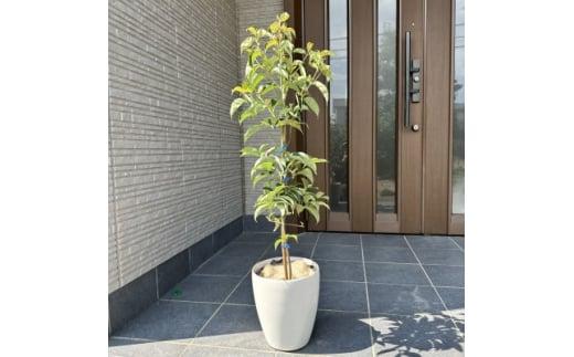 常緑ヤマボウシの「月光」オシャレな鉢カバー 7号(21cm)付き (ガーデニング用)