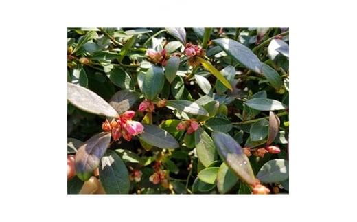 強くて育て易い サザンハイブッシュ系ブルーベリー サンシャインブルー　(庭木・果樹)