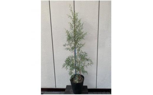 レプトスペルマム　シルバーティーツリー　　樹高約70cm　〈プラス樹〉