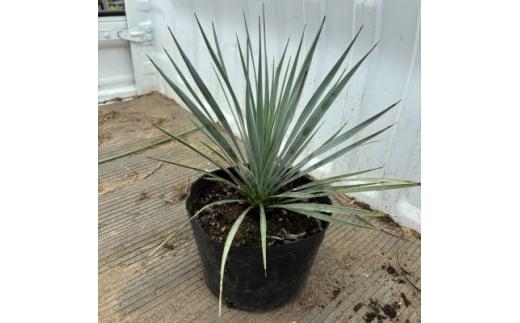 ユッカ&nbsp;ロストラータ&nbsp;7号鉢&nbsp;ドライガーデン