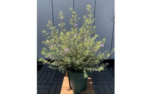 ナチュラルなお庭に　ウエストリンギア　モーニングライト