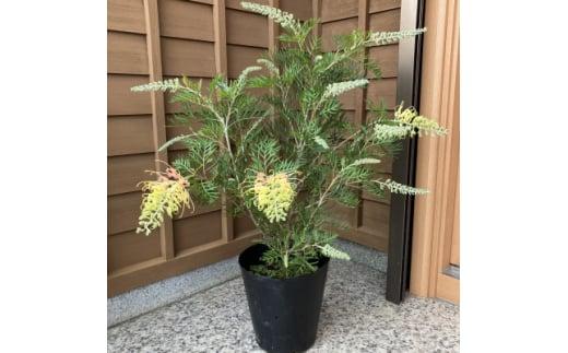 グレビレア&nbsp;　ピーチアンドクリーム　21cmポット