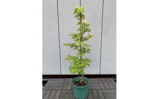 芽出しが特にきれいなモミジ!&nbsp;黄金イタヤカエデ〈プラス樹〉