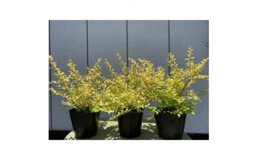 黄金葉が鮮やか!プリペット　レモン&ライム　３本セット〈プラス樹〉