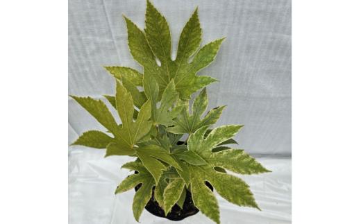 日陰で育つ綺麗な植物&nbsp;斑入りヤツデ&nbsp;紬絞り