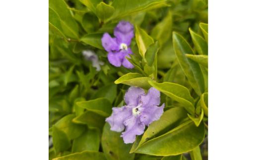 香りの好い紫色の花を楽しみませんか?&nbsp;ニオイバンマツリ