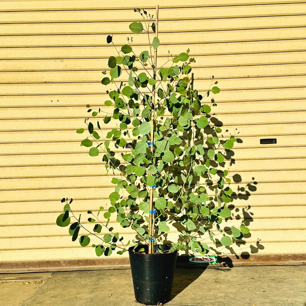 マルバユーカリの木&nbsp;ポポラス&nbsp;単木&nbsp;7号(21cm)&nbsp;(ガーデニング用)