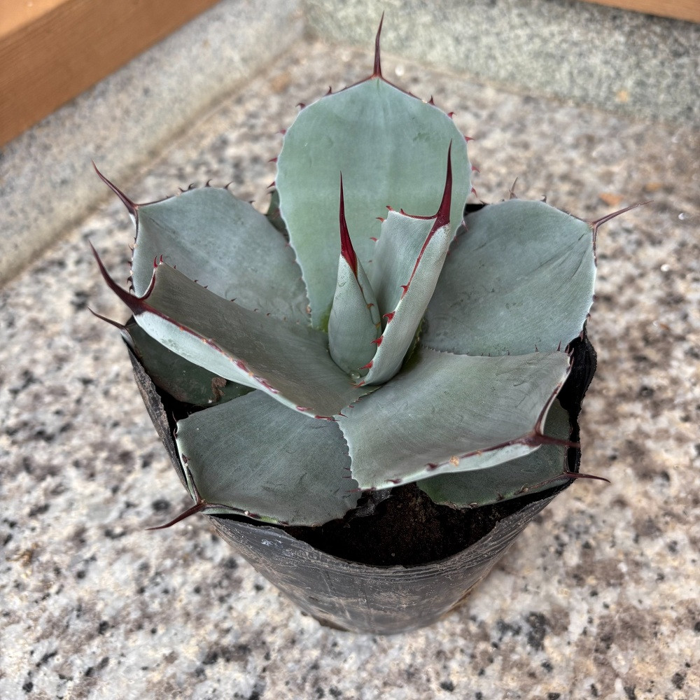 アガベ パリー トランカータ 5号鉢