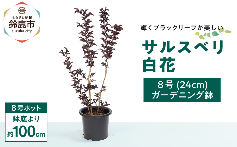 輝くブラックリーフが美しいサルスベリ白花　8号(24cm）ガーデニング鉢