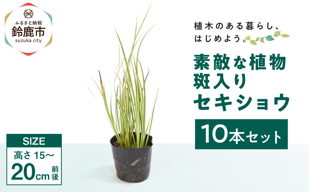 素敵な植物　斑入りセキショウ　10本セット