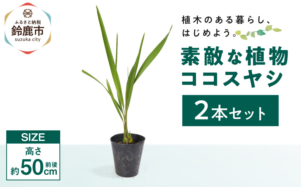 素敵な植物　ココスヤシ　2本セット