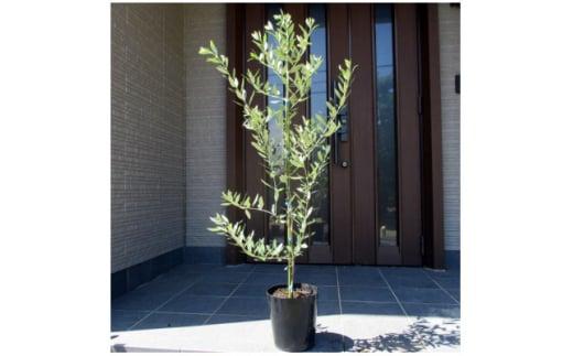 オリーブの木　品種レッチーノ　７号（21ｃｍ）ポット（ガーデニング用）