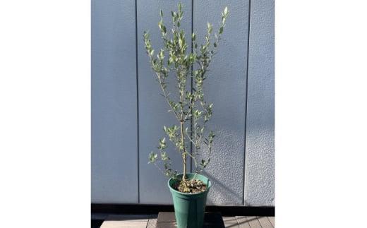 癒しの空間　　オリーブの木　品種セントキャサリン　〈プラス樹〉