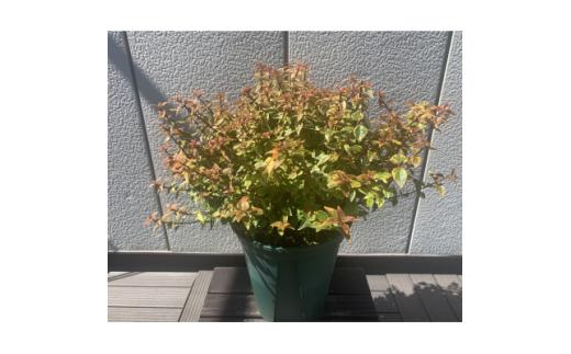 アベリア　レディーサマードリーム　7号　〈プラス樹〉