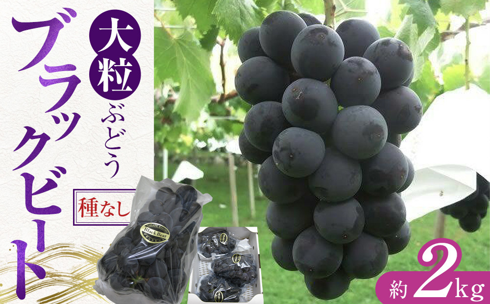 大粒ぶどう&nbsp;ブラックビート&nbsp;約2kg
