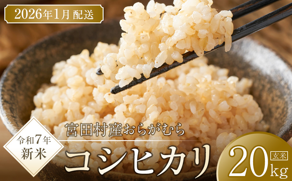 【予約受付】【令和７年米】長野県宮田村産コシヒカリ／玄米／20kg・46,000円／令和８年1月配送