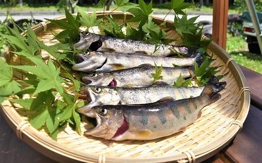 宮田村産こだわりのヤマメ12匹セット（息吹館）【山女&nbsp;山女魚&nbsp;やまめ&nbsp;魚介類&nbsp;魚貝類&nbsp;&nbsp;水産&nbsp;BBQ&nbsp;キャンプ&nbsp;季節限定&nbsp;お魚&nbsp;さかな&nbsp;食品&nbsp;駒ヶ岳&nbsp;清流&nbsp;上伊那&nbsp;宮田村&nbsp;長野&nbsp;ご当地グルメ&nbsp;高級&nbsp;食材&nbsp;人気&nbsp;贈答&nbsp;ギフト&nbsp;お祝い&nbsp;プレゼント&nbsp;プレミアム&nbsp;食文化&nbsp;高級食材&nbsp;お取り寄せ&nbsp;山荘&nbsp;息吹館&nbsp;新鮮】