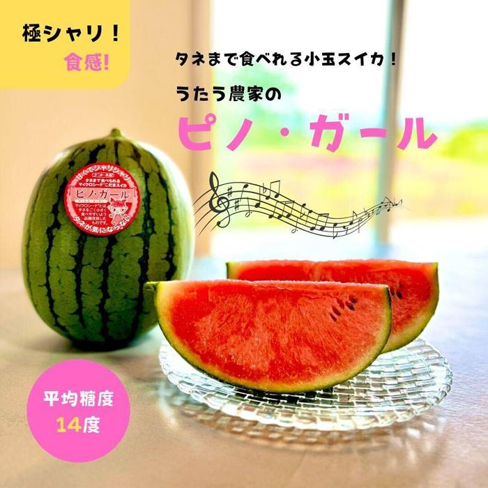 【先行予約】797.小玉スイカ　ピノ・ガール（1玉3kg前後×3玉）◇離島不可（北海道、沖縄本島は配送可能）◇2026年6月上旬頃～7月上旬頃に順次発送予定