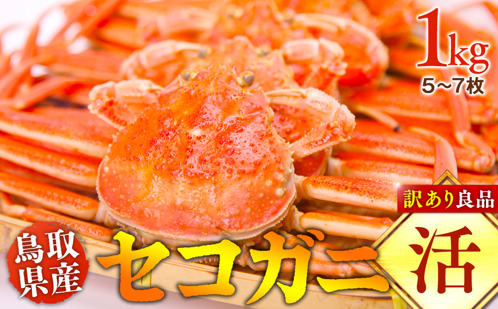 【活】鳥取県産　セコガニ　訳あり良品　1ｋg(5～7枚)《かに&nbsp;カニ&nbsp;蟹&nbsp;セコガニ※2025/11/6～2025/12/25に順次発送予定※着日指定不可&nbsp;&nbsp;離島不可（北海道、沖縄本島は配送可能）｜&nbsp;蟹&nbsp;かに&nbsp;せこがに&nbsp;せこ蟹&nbsp;訳あり&nbsp;家庭用&nbsp;鳥取県産&nbsp;北栄町&nbsp;おすすめ&nbsp;人気