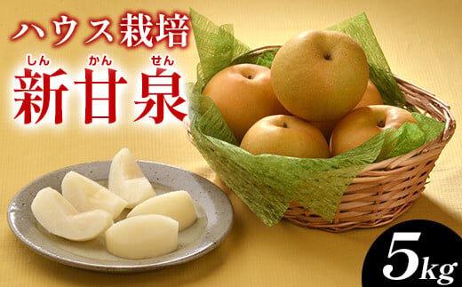 梨&nbsp;ハウス新甘泉（ハウスしんかんせん）5kg（JA）※2025年8月上旬～8月中旬頃に順次発送予定【梨&nbsp;なし&nbsp;ナシ&nbsp;新甘泉&nbsp;フルーツ&nbsp;果物&nbsp;鳥取県&nbsp;北栄町&nbsp;おすすめ&nbsp;人気】