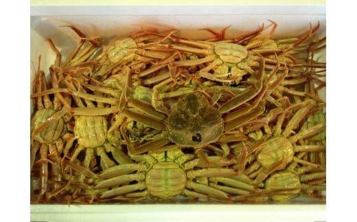 【活】鳥取県産 セコガニ 訳あり 良品 2kg※2025年11月上旬～12月下旬頃に順次発送予定◇