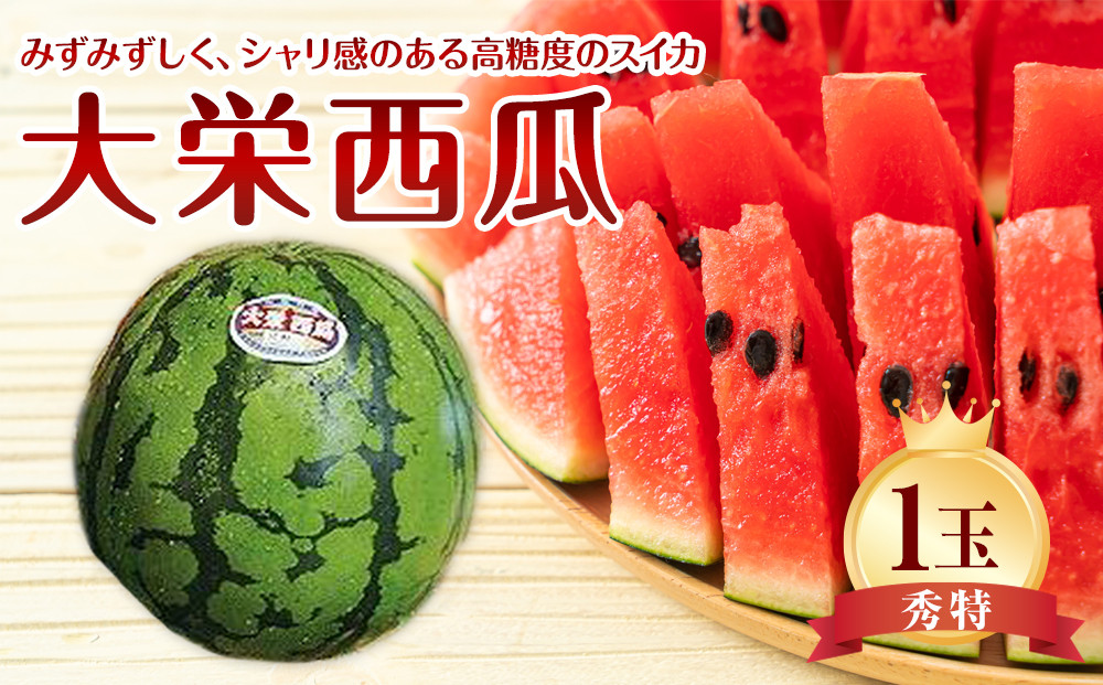 734.【先行予約】【JA】大栄西瓜 秀特×1玉 ※着日指定不可 ※離島への配送不可 ※2025年6月中旬頃～7月中旬頃に順次発送予定【大栄西瓜 西瓜 すいか スイカ フルーツ 果物 鳥取県 北栄町 おすすめ 人気】