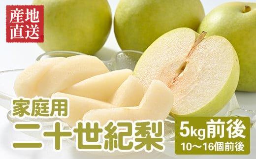 【先行予約】【家庭用】二十世紀梨 5kg前後 (10個～16個前後) 鳥取県産 ※着日指定不可 ※2026年8月下旬～9月中旬頃に順次発送予定【梨 なし 訳あり 5kg 新鮮 2026年 令和8年 二十世紀 鳥取県 北栄町 おすすめ 人気 大容量 国産 送料無料】