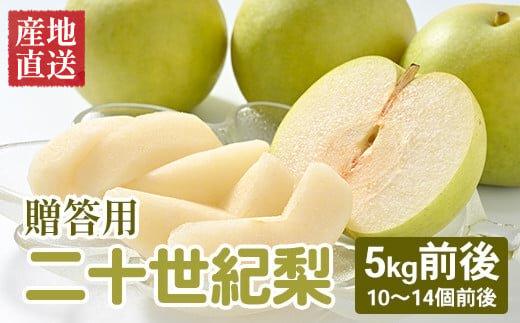 609.【先行予約】【贈答用】 二十世紀梨 5kg前後 (10個～14個前後) 鳥取県産 梨 なし※着日指定不可※2025年8月下旬～9月中旬頃に順次発送予定