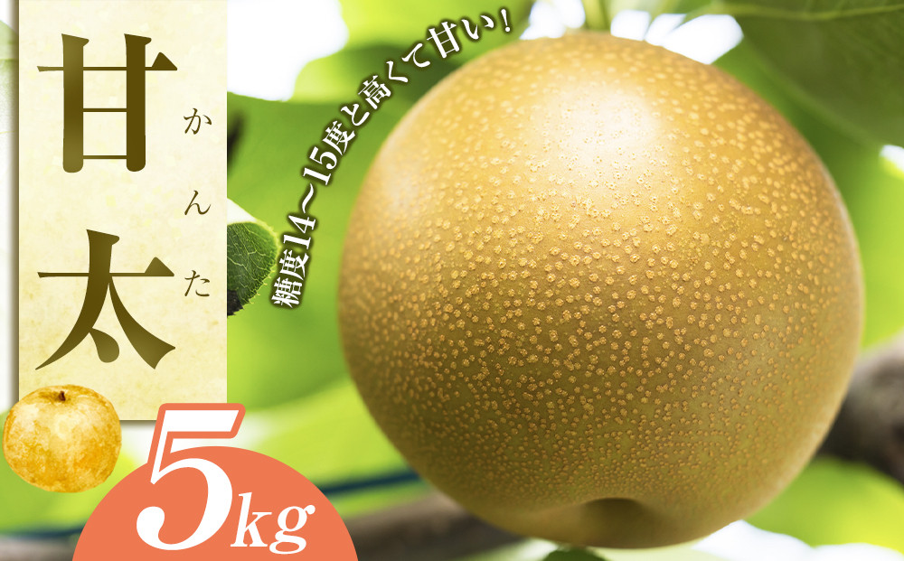 梨&nbsp;甘太（かんた）5kg（JA）※2025年9月下旬～10月上旬頃に順次発送予定【梨&nbsp;なし&nbsp;ナシ&nbsp;甘太&nbsp;フルーツ&nbsp;果物&nbsp;鳥取県&nbsp;北栄町&nbsp;おすすめ&nbsp;人気】