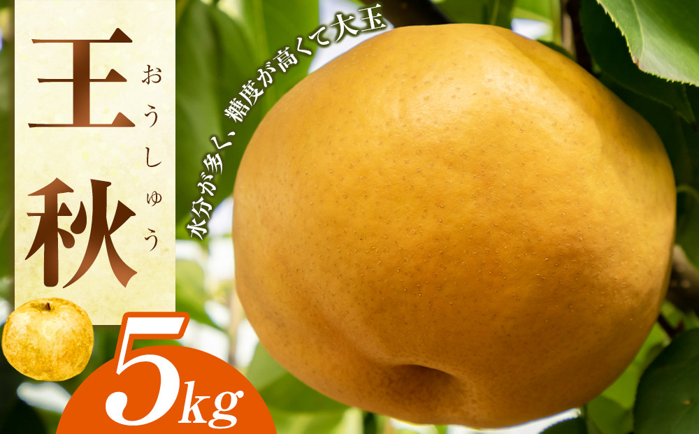 梨&nbsp;王秋&nbsp;5kg（JA）※2025年10月下旬～11月下旬頃に順次発送予定【梨&nbsp;なし&nbsp;ナシ&nbsp;王秋梨&nbsp;おうしゅう&nbsp;フルーツ&nbsp;果物&nbsp;くだもの&nbsp;鳥取県産&nbsp;北栄町&nbsp;おすすめ&nbsp;人気&nbsp;新鮮&nbsp;甘い】