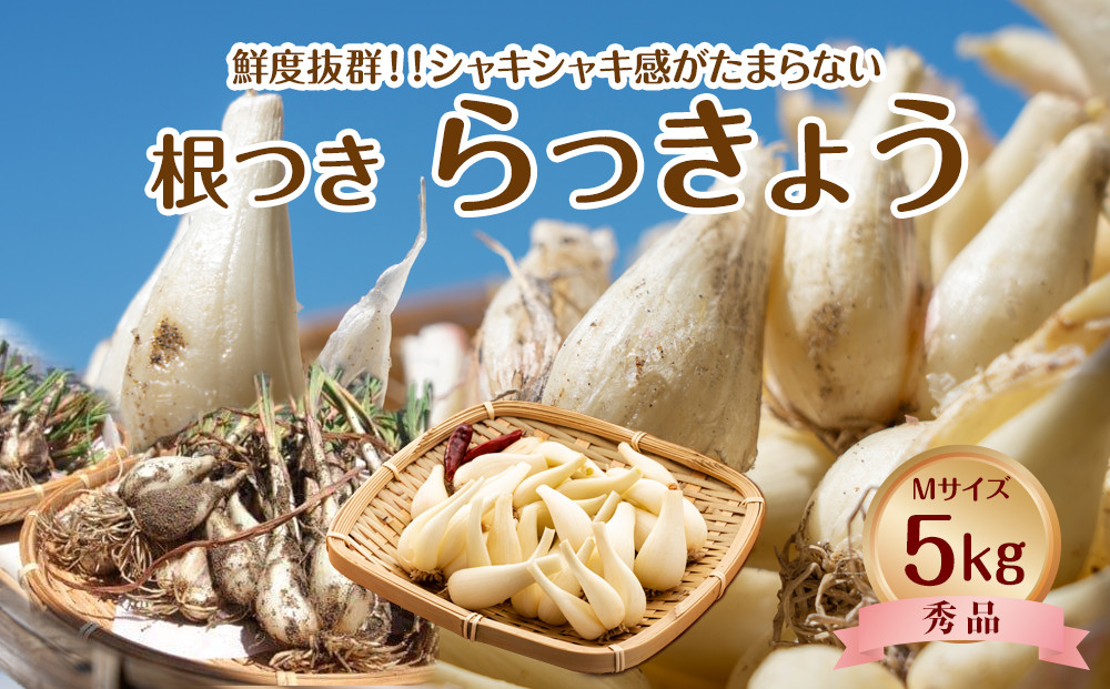 747.【先行予約】【ＪＡ】根付らっきょう　秀Ｍ・5kg箱　※着日指定不可　※離島への配送不可　※2025年5月中旬頃～6月中旬頃に順次発送予定