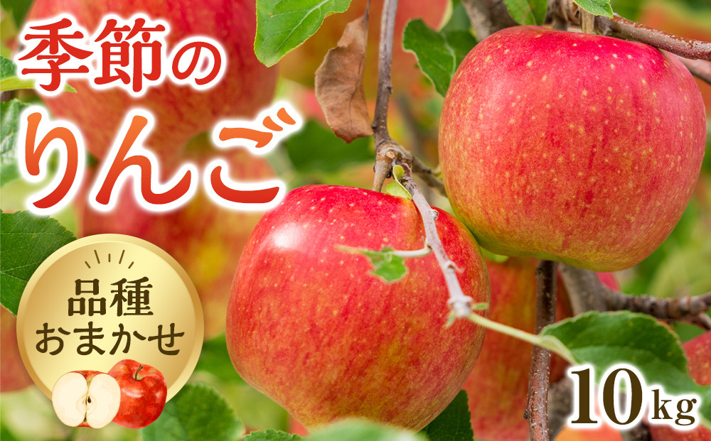 【品種はおまかせ】季節のりんご&nbsp;10kg箱&nbsp;※2025年10月上旬～10月下旬頃に順次発送予定【りんご&nbsp;林檎&nbsp;フルーツ&nbsp;果物&nbsp;新鮮&nbsp;先行予約&nbsp;おまかせ&nbsp;季節&nbsp;鳥取県&nbsp;北栄町&nbsp;おすすめ&nbsp;人気】